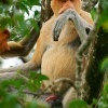 Kahau nosaty - Nasalis larvatus - Proboscis Long-nosed Monkey o8177